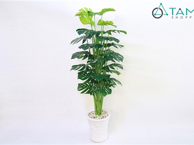 Chậu cây xanh giả Cây lá rùa phong thủy cao 2m F-CHGL-04